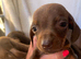 Miniature dachshund puppies