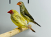 Star finch
