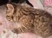 4 kittens 8 weeks old