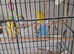 Budgies