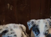 Pure Bred Traditional and Merle Border Collie Puppies