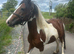 Outstanding filly to make 14&rsquo;plus