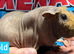 Proven skinny boars.