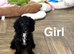 Maggie litter of 2 black girls and 1 black boy