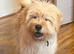 Chow Chow cross, sad sale, lovely dog