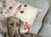 Isabella dapple dog 2.5 years old very loving