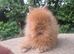 Stunning Teddydwerg babies for sale- parents imported