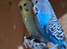 Male budgies