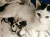 Kittens for sale 1 boy and 1 girl left