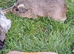 3 female guinea pigs for sale