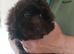 Cockapoo puppy F1 ️ chocolate girl .