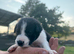 Border collie puppies