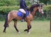 Cwmgwaun Brad (Beau)
