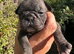 4 Beautiful Pug/Frenchie Orphaned pups available