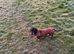 Working Teckle bitch 3yrs old