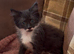 2 lovely black and white boy kittens