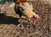 Aseel x shamo cockerel