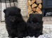 TEA CUP POMS CHAMPION KC PEDIGREE