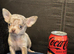 Xxxs Lilac Merle Chihuahua puppies