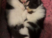 Beautiful exotic Persian Kittens