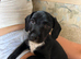 Crossbreed pups for rehoming Spaniel x patterdale x JRT