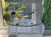 Canary & cage full set up lovely bird