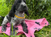 Stunning blue roan show type cocker spaniel puppies
