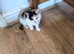 Ginger and Calicos cat for sale