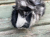 Gorgeous tufty baby boars