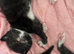 5 tuxedo kittens