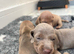 6 beautiful puppies looking for forever homes