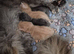 Maine coon kittens