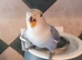 Beautiful super friendly hand reared lovebird
