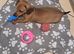 Miniature dachshund girl pra clear 10 weeks old looking for her 5* home