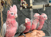 Friendly Baby Handreared Super Tame Cuddly Galah Cockatoo Parrot,13