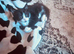 4 Kitens mum Russian blue & dad white and black.
