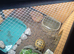 Male horsefield tortoise 1 year old with set up and accessories
