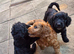 Stunning Top Quality Cockapoo Puppies Looking for Their Forever Loving Homes