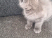 Mainecoon X  GREY /BLUE