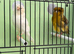 Males Crested Canary available