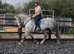 Harper 14.2hh reg Connie