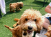Cockapoo puppies available