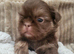 Special quality dobie Imperial shih tzu's