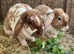 Plush Lop Bonded Sister Pair