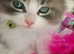 &pound;Negotiable Beautiful cross Ragdoll/Persian kittens