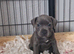 Kc regitered staffordshire bull terrier pups for sale