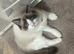 Beautiful ragdoll male for rehoming