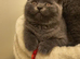 Beautiful British Shorthair Kittens &ndash; 3 Months Old