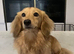 Miniature Longhaired Dachshund