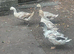 Welsh harlequin ducks